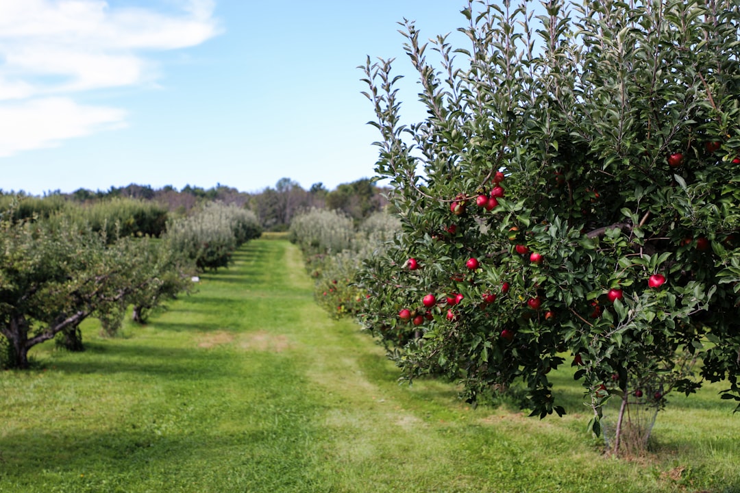 Photo Apple orchard